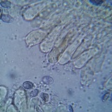 Melanoleuca cognata image