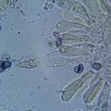 Melanoleuca cognata image