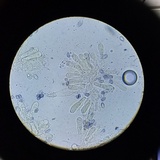 Melanoleuca cognata image