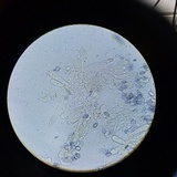 Melanoleuca cognata image
