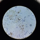 Melanoleuca cognata image