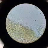 Melanoleuca cognata image