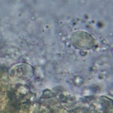 Melanoleuca cognata image