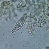 Melanoleuca cognata image