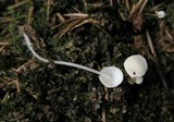 Hemimycena cucullata image