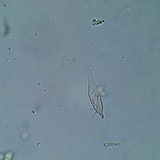Melanoleuca cognata image