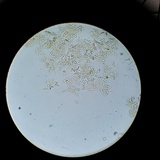 Melanoleuca cognata image