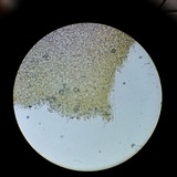 Melanoleuca cognata image