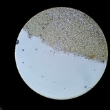 Melanoleuca cognata image