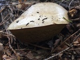 Caloboletus rubripes image