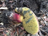 Caloboletus rubripes image