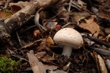 Agaricus hondensis image