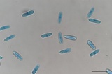 Glomerella cingulata image