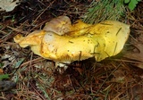 Floccularia albolanaripes image