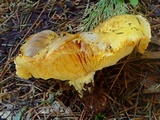 Floccularia albolanaripes image