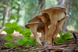 Clitocybe squamulosa var. montana image