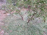 Caloboletus rubripes image