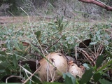 Caloboletus rubripes image