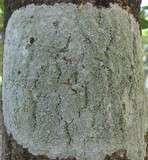 Pertusaria hymenea image