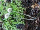 Mycena subcaerulea image