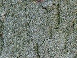 Pertusaria hymenea image