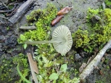 Mycena leptocephala image