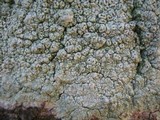 Pertusaria hymenea image