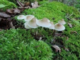 Mycena galericulata image