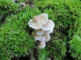 Mycena galericulata image