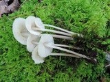 Mycena galericulata image
