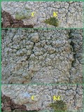 Pertusaria hymenea image
