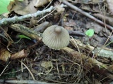 Mycena leptocephala image