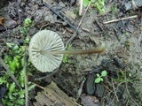 Mycena leptocephala image