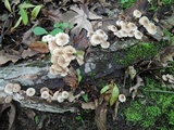 Gymnopus semihirtipes image