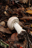 Agaricus hondensis image