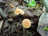 Rhizomarasmius pyrrhocephalus image