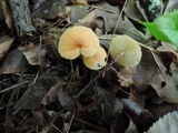 Rhizomarasmius pyrrhocephalus image