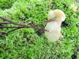 Rhizomarasmius pyrrhocephalus image