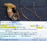 Suillus lakei image