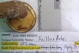 Suillus lakei image