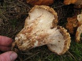 Gomphus kauffmanii image