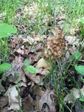 Morchella americana image