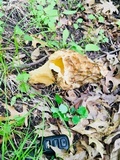 Morchella americana image