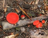 Sarcoscypha occidentalis image
