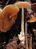 Amanita amerifulva image