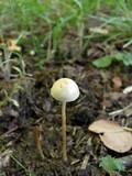 Protostropharia semiglobata image