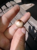 Panaeolus cinctulus image
