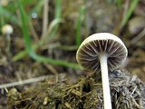 Stropharia semiglobata image