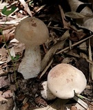 Macrocybe titans image