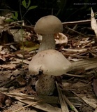 Macrocybe titans image